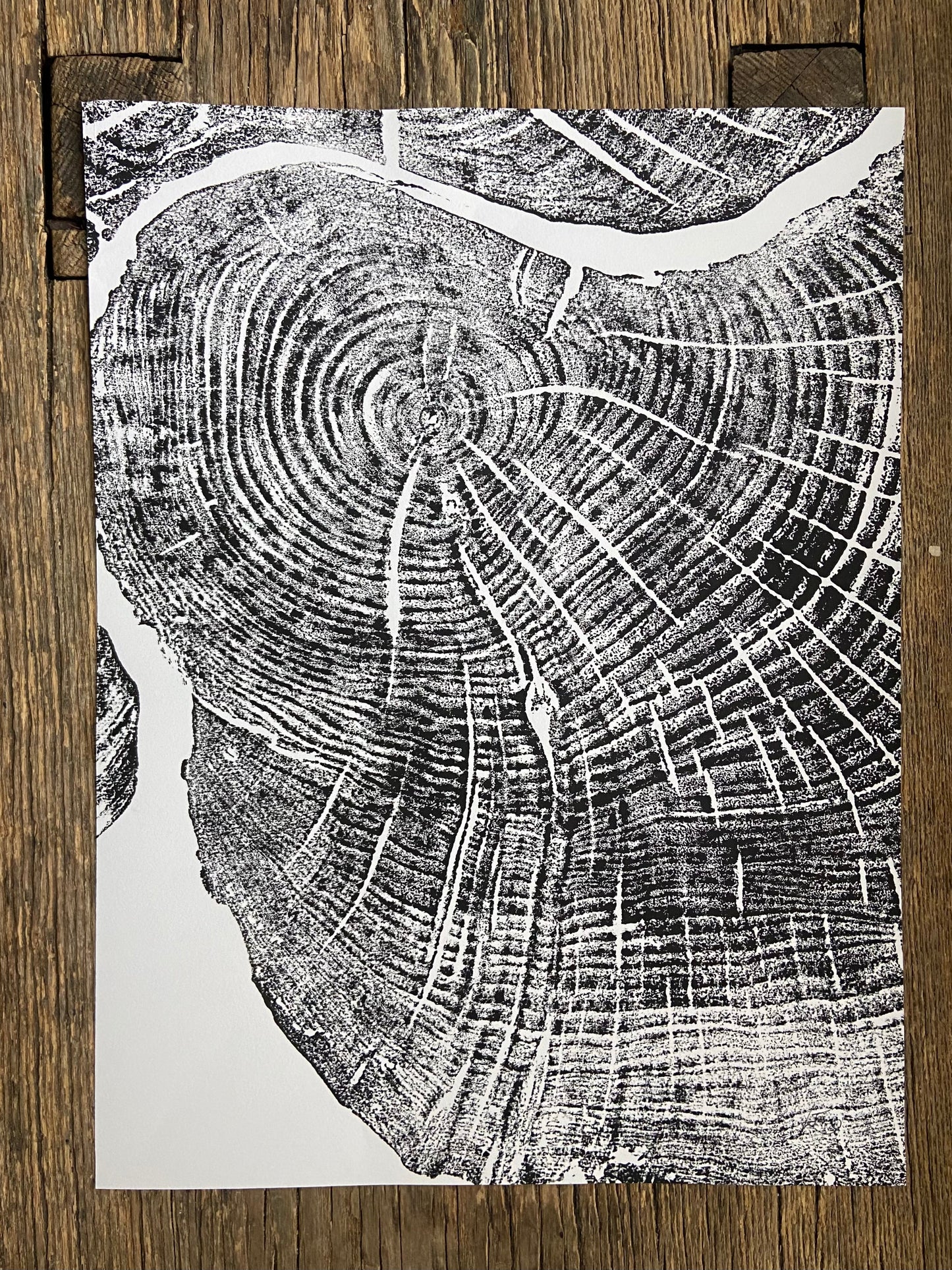 Sugar Maple, Cropped, Limited Edition 12"x16", Hand-pressed print